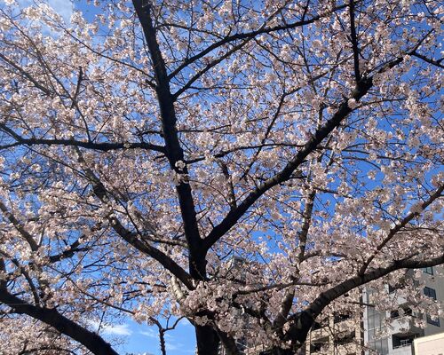 公園