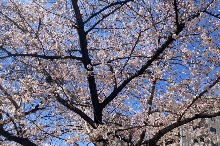 公園